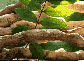Kat Alli plant