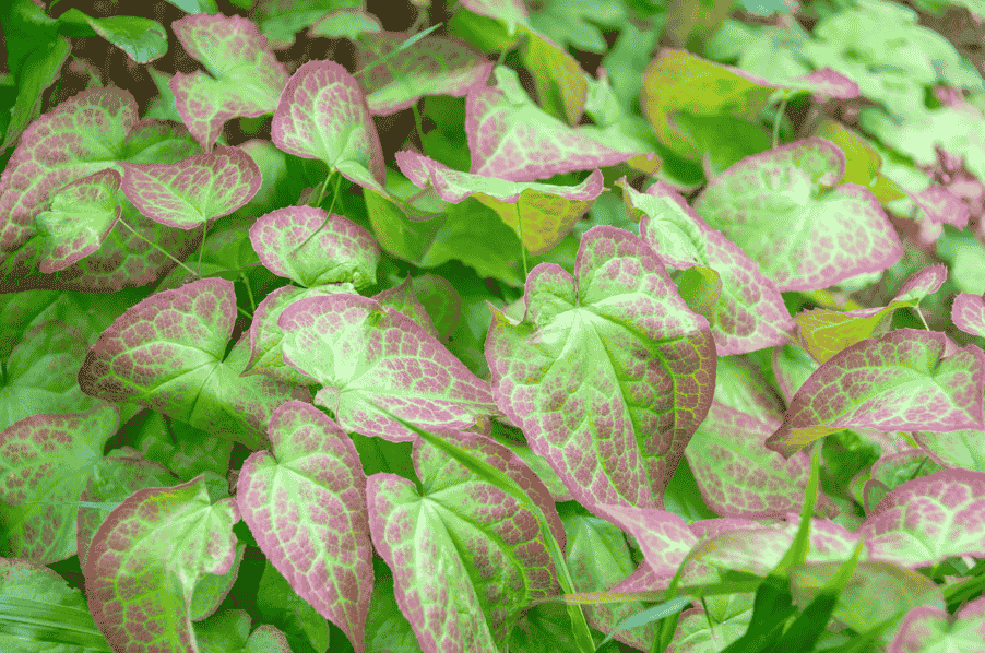 Horny Goat Weed plant